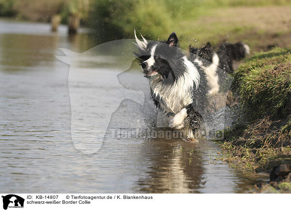 schwarz-weier Border Collie / black-white Border Collie / KB-14807