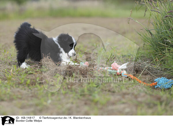 Border Collie Welpe / Border Collie puppy / KB-14817