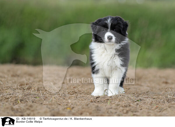 Border Collie Welpe / Border Collie puppy / KB-14819