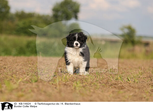 Border Collie Welpe / Border Collie puppy / KB-14824