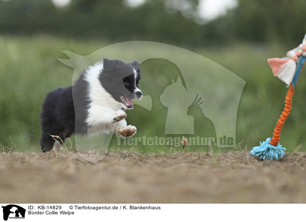 Border Collie Welpe / Border Collie puppy / KB-14829