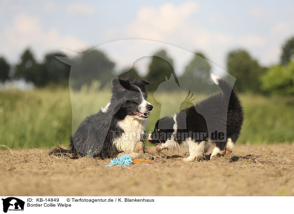 Border Collie Welpe / Border Collie puppy / KB-14849