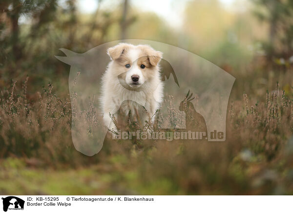 Border Collie Welpe / Border Collie puppy / KB-15295