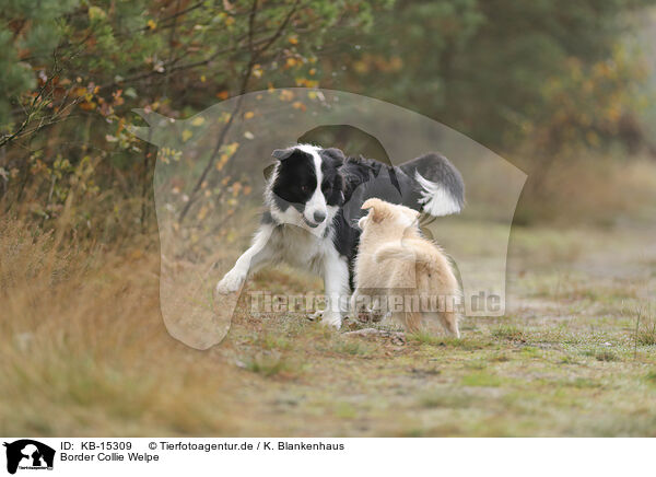 Border Collie Welpe / Border Collie puppy / KB-15309