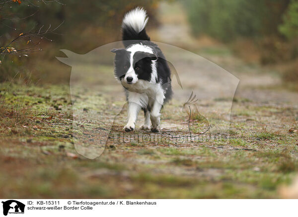 schwarz-weier Border Collie / black-white Border Collie / KB-15311