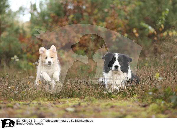 Border Collie Welpe / Border Collie puppy / KB-15315