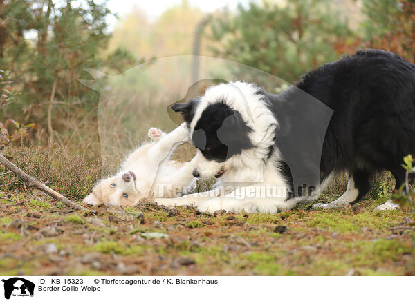 Border Collie Welpe / Border Collie puppy / KB-15323