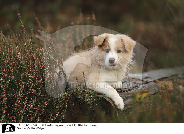 Border Collie Welpe / Border Collie puppy / KB-15326