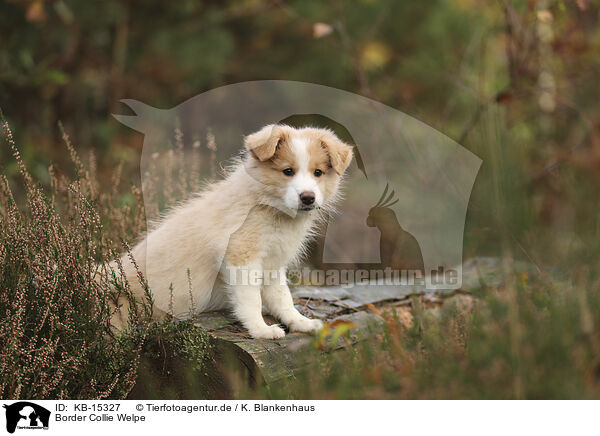 Border Collie Welpe / Border Collie puppy / KB-15327