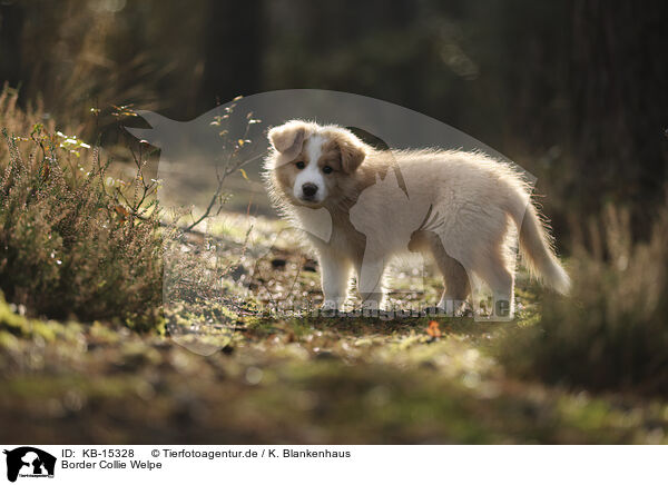 Border Collie Welpe / Border Collie puppy / KB-15328