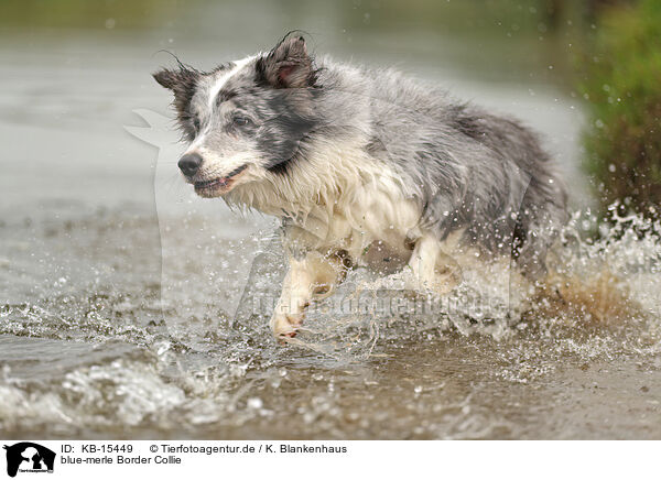 blue-merle Border Collie / blue-merle Border Collie / KB-15449