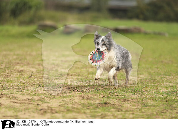 blue-merle Border Collie / blue-merle Border Collie / KB-15470