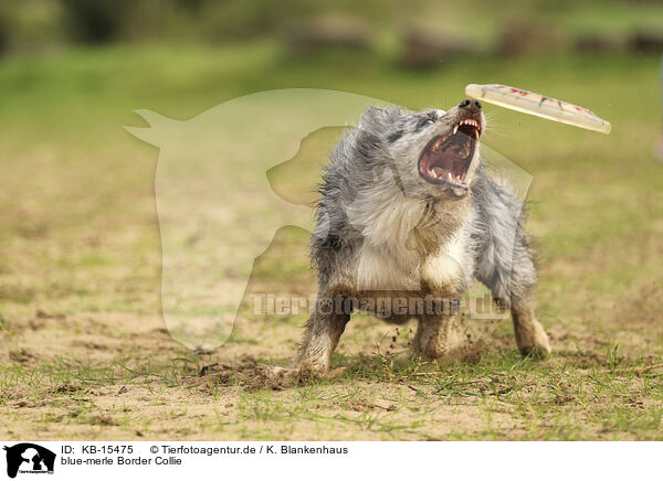 blue-merle Border Collie / blue-merle Border Collie / KB-15475