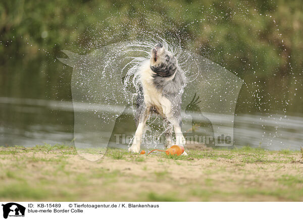 blue-merle Border Collie / blue-merle Border Collie / KB-15489