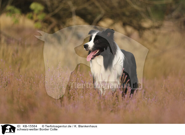 schwarz-weier Border Collie / black-white Border Collie / KB-15564