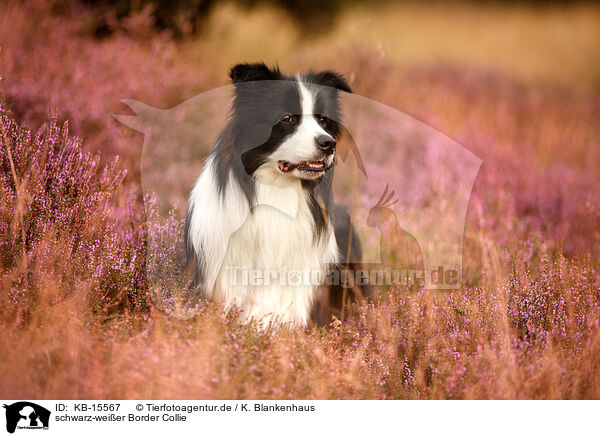 schwarz-weier Border Collie / black-white Border Collie / KB-15567