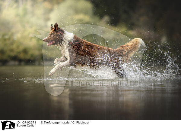 Border Collie / Border Collie / CF-02271