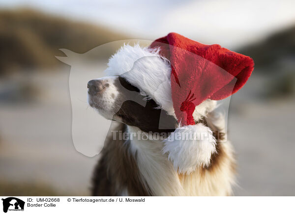 Border Collie / UM-02668