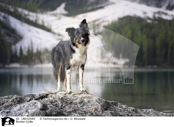 Border Collie / Border Collie / UM-02680