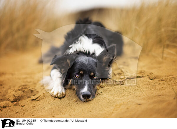 Border Collie / Border Collie / UM-02685