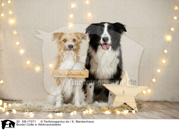 Border Collie in Weihnachstdeko / Border Collie in christmas decoration / KB-17071