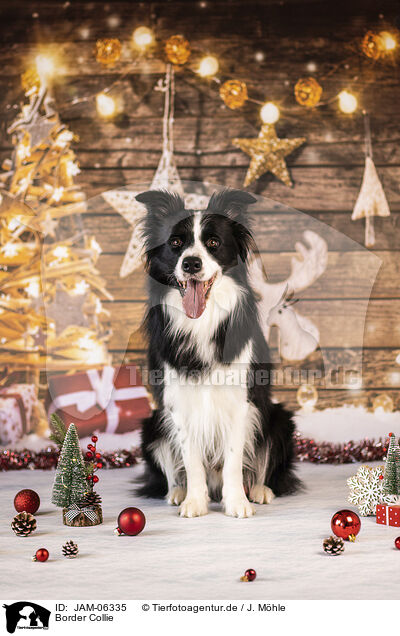 Border Collie / Border Collie / JAM-06335