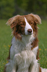 Border Collie Portrait