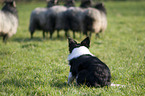 Border Collie bei der Htearbeit