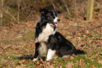 sitzender Border Collie