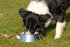 liegender Border Collie