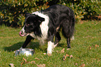 liegender Border Collie