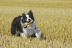 spielender Border Collie