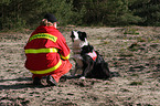 Border Collie Rettungshund