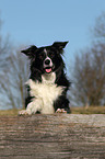 Border Collie Portrait