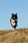 rennender Border Collie