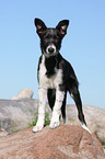 Border Collie Welpe