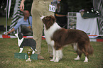 stehender Border Collie