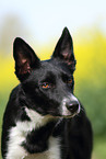 Border Collie Portrait