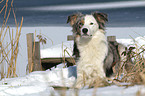 liegender Border Collie