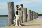 sitzender Border Collie