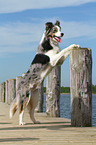 stehender Border Collie