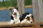 2 liegende Hunde