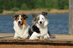 2 liegende Hunde