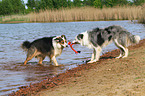 2 spielende Hunde