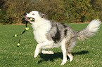 spielender Border Collie