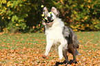 spielender Border Collie