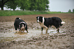 2 Border Collies