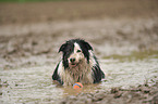 liegender Border Collie