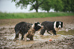 2 Border Collies