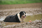 liegender Border Collie